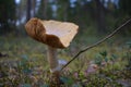 Yellowish, cup shaped mushroom