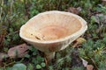 Yellowish, cup shaped mushroom