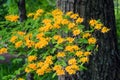 Yellowish Flame Azalea and Tree Royalty Free Stock Photo