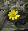 Yellowish flower bloom Royalty Free Stock Photo