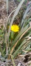 yellowish flower coming out for bloom in winter Royalty Free Stock Photo