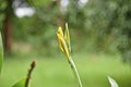 A yellowish flower Royalty Free Stock Photo