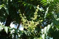 Yellowish flowers of Ailanthus altissima borne in panicle