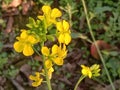 Yellowish flowers with natural green