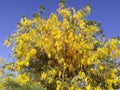 Yellowish Flowers tree