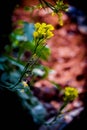 Yellowish flowers