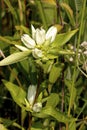 Yellowish Gentian 602105