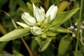 Yellowish Gentian 602109