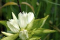 Yellowish Gentian 602110