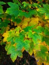 Yellowish-green autumn leaves on the dark background