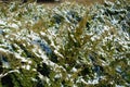 Yellowish green foliage of savin juniper covered with snow in February