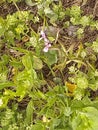 Yellowish green weeds