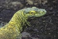 Yellowish Green Young Komodo Dragon Royalty Free Stock Photo