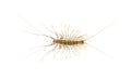 Yellowish-grey centipede, isolated Royalty Free Stock Photo