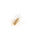 Yellowish-grey centipede Royalty Free Stock Photo