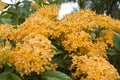 Yellowish Ixora beautiful flower Royalty Free Stock Photo