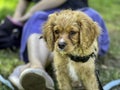 A yellowish or light brownish curly haired poodle puppy