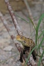 A yellowish lizard with beautiful patterns.