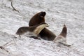 A group of Australian Sea Lion on the white beach ,South Australia