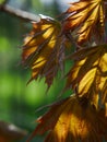 Yellowish maple leaves shining in the sun