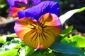 Yellowish pansy with purple petals with dew drops in morning sunlight