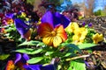 Yellowish Reddish Purplish pansy surrounded by yellow and purple pansies in the morning sunlight