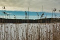 Close-up of yellowish reeds against the background of a snow-covered lake. Royalty Free Stock Photo