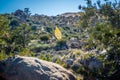 A yellowish Tamarack Larch Tree in Joshua Tree National Park, California