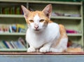 Yellowish white cat library Royalty Free Stock Photo