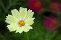 Yellowish white flower Royalty Free Stock Photo