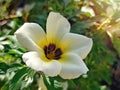 Yellowish white flower close up with green leaves Royalty Free Stock Photo