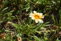 Yellowish white flower of Gazania rigens Royalty Free Stock Photo