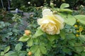 Yellowish white flower of rose Royalty Free Stock Photo