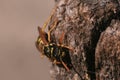 Yellowjacket Royalty Free Stock Photo