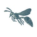 Yellowjacket Flying Scratchboard Royalty Free Stock Photo