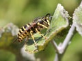 Yellowjacket on a Leaf Royalty Free Stock Photo