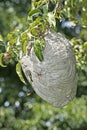 Yellowjacket Nest Hanging