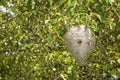 Yellowjacket Nest Right