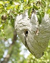 Yellowjacket Nest Up Close Royalty Free Stock Photo