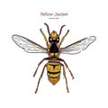 Yellowjacket is about a type of wasp. hand draw sketch vector Royalty Free Stock Photo