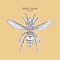 Yellowjacket is about a type of wasp. hand draw sketch vector