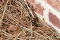 Yellowjacket near the hole in ground to their nest