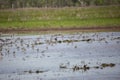 Yellowlegs, Golden Plovers, Ibises, Dowitchers, and Sandpipers Royalty Free Stock Photo