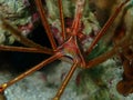 Yellowline Arrow Crab Macro World