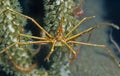 Yellowline arrow crab (stenorhynchus seticornis)