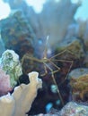 Yellowline arrow crab, Stenorhynchus seticornis. CuraÃÂ§ao, Lesser Antilles, Caribbean