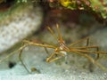 Yellowline arrow crab, Stenorhynchus seticornis. CuraÃÂ§ao, Lesser Antilles, Caribbean Royalty Free Stock Photo