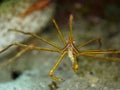 Yellowline arrow crab, Stenorhynchus seticornis. CuraÃÂ§ao, Lesser Antilles, Caribbean Royalty Free Stock Photo