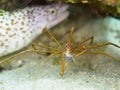 Yellowline arrow crab, Stenorhynchus seticornis. CuraÃÂ§ao, Lesser Antilles, Caribbean Royalty Free Stock Photo