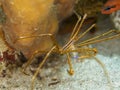 Yellowline arrow crab, Stenorhynchus seticornis. CuraÃÂ§ao, Lesser Antilles, Caribbean Royalty Free Stock Photo